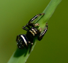 Phidippus clarus