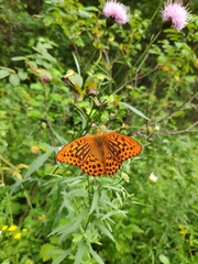 Argynnis paphia