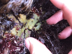 Odonthalia floccosa