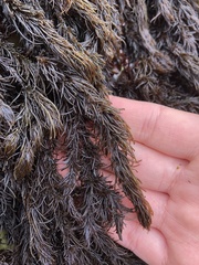 Odonthalia floccosa