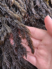 Odonthalia floccosa