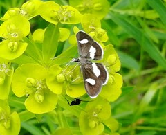 Anania luctualis