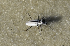 Habroscelimorpha dorsalis saulcyi