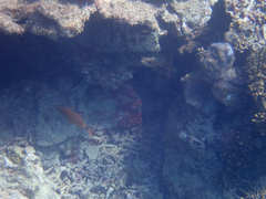 Cheilodipterus macrodon