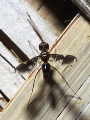 Ctenostylidae