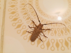 Oncideres gutturator