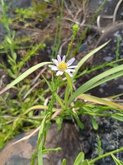 Aster oldhamii