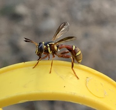 Polybiomyia townsendi