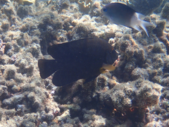 Neoglyphidodon polyacanthus