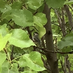 Poecile atricapillus