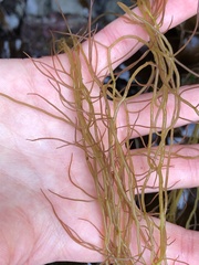Gracilariaceae