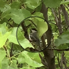 Poecile atricapillus