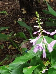 Papilio maackii