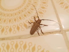 Oncideres gutturator