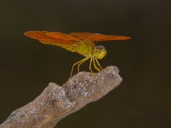 Perithemis intensa