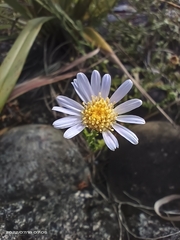 Aster oldhamii