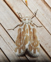 Pseudoadites frigida