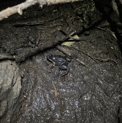 Leptodactylus melanonotus