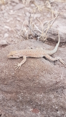 Uta stansburiana uniformis