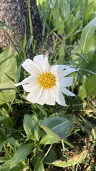 Wyethia helianthoides