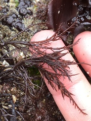 Cryptosiphonia woodii