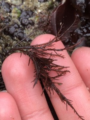 Cryptosiphonia woodii