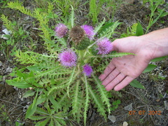 Cirsium drummondii