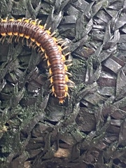 Asiomorpha coarctata