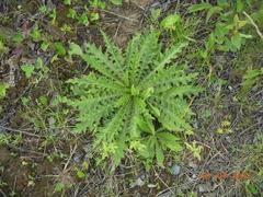 Cirsium drummondii