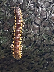 Asiomorpha coarctata