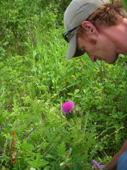 Cirsium drummondii