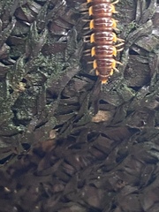 Asiomorpha coarctata