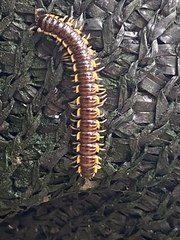 Asiomorpha coarctata