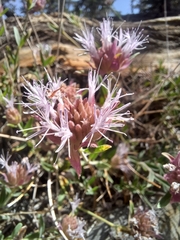 Monardella australis