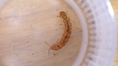 Polycentropus