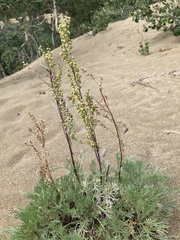 Artemisia borealis