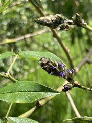 Otholobium mexicanum