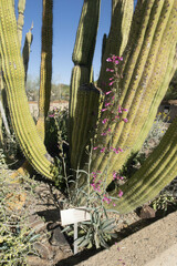 Penstemon parryi