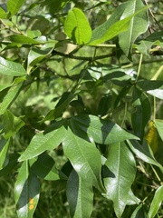 Otholobium mexicanum