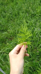 Cenolophium denudatum