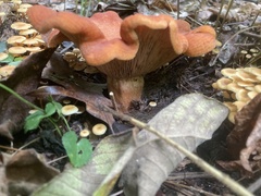 Lactarius peckii