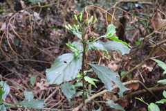 Tarenna gracilipes
