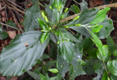 Tarenna gracilipes
