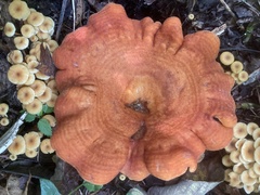 Lactarius peckii