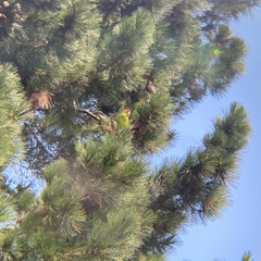 Psittacara erythrogenys