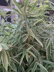 Pleioblastus fortunei