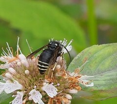 Dolichovespula arctica
