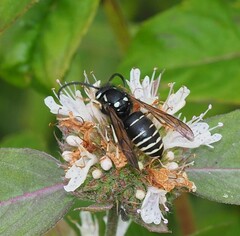 Dolichovespula arctica