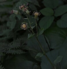 Rugelia nudicaulis