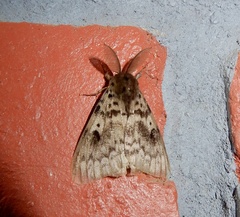 Lymantria incerta